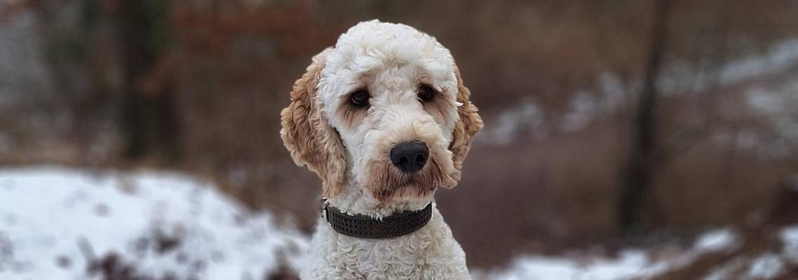 Lotti im Schnee © Stadt Laatzen Lotti, die Hündin mit hellem, lockigen Fell sitzt aufrecht in die Kamera blickend. Die Umgebung ist von leichtem Schnee bedeckt. Der Hintergrund ist unscharf, es sind Bäume zu sehen.