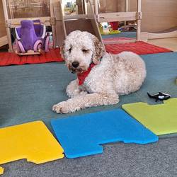 Lotti in der Kita Lotti, die Hündin mit hellem, lockigen Fell, liegt in die Kamera blickend. Im Vordergrund sind farbige Sitzmatten auf einem Teppich. Im Hintergrund ist ein Teil des Gruppenraums zu sehen.