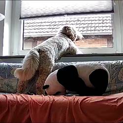 Screenshot 20251025 114929 EseeCloud Lotti, die Hündin mit hellem, lockigen Fell steht auf einem Sofa. Die Vorderpfoten sind auf die Fensterbank gestützt. Die Hündin blickt aus dem Fenster.