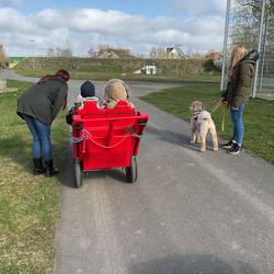 Das Bild ist draußen aufgenommen, ein roter Wagen mit Kindern steht auf einem asphaltierten Weg. Eine Fachkraft ist neben dem Wagen und blickt mit den Kindern auf eine Grünfläche. Am Bildrand ist die Hündin Lotti mit der zweiten Fachkraft zu sehen.