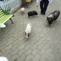 Die Hängebauchschweine laufen frei rum und dürfen gestreichelt werden.