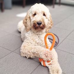 Lotti mit Spielzeug Lotti, die Hündin mit hellem, lockigen Fell liegt in die Kamera blickend. Unter einer Pfote hat sie ein orangfarbenes Wurfspielzeug, das aussieht wie ein Ball mit einer Schlaufe. Sie liegt auf grauen Fliesen.
