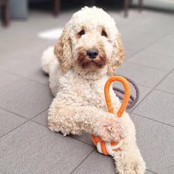 Lotti, die Hündin mit hellem, lockigen Fell liegt in die Kamera blickend. Unter einer Pfote hat sie ein orangfarbenes Wurfspielzeug, das aussieht wie ein Ball mit einer Schlaufe. Sie liegt auf grauen Fliesen.