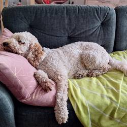 Ganz schön anstrengend Lotti, die Hündin mit hellem, lockigen Fell liegt auf einem Sofa. Die Hündin scheint zu schlafen. Der Körper ist ausgestreckt und eine Pfote hängt runter. Sie liegt auf einem rosa Kissen und einer grünen Decke.