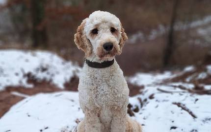 Lotti im Schnee © Stadt Laatzen Lotti, die Hündin mit hellem, lockigen Fell sitzt aufrecht in die Kamera blickend. Die Umgebung ist von leichtem Schnee bedeckt. Der Hintergrund ist unscharf, es sind Bäume zu sehen.